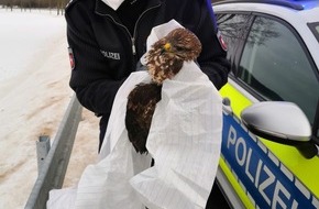 Polizeiinspektion Goslar: POL-GS: Bussard bei Unfall leicht verletzt