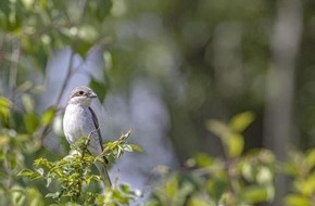 Heinz Sielmann Stiftung: PM Erbschaft ermöglicht Naturschutzprojekt: Neue Lebensräume für bedrohte Vögel im Rotachtal