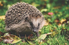 BUND: ++ Ökotipp | Herbstzeit im Garten: Jetzt klimafeste Farbenpracht fürs nächste Frühjahr pflanzen ++