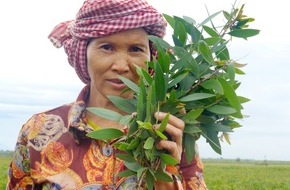 PRIMAVERA LIFE: Endlich wieder verfügbar: "Erkältungsöl" Cajeput in Bio-Qualität