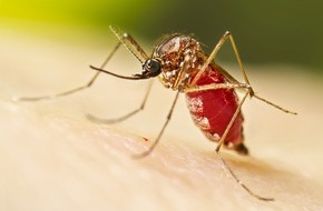 Albert-Ludwigs-Universit&auml;t Freiburg: Einmaliger Anti-M&uuml;cken-Anstrich senkt Dengue-Rate langfristig