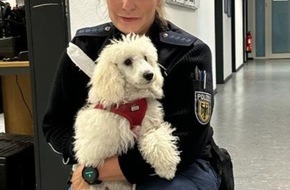 Bundespolizeidirektion Sankt Augustin: BPOL NRW: Micky läuft herrenlos auf Bahngebiet - Bundespolizei übergibt den Hund an die Eigentümerin +++Foto+++