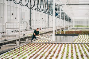 Salat bei Kaufland aus Deutschlands modernstem Gewächshaus