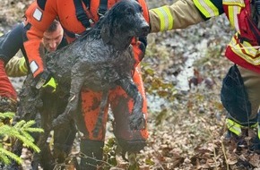 Feuerwehr Stuttgart: FW Stuttgart: Tierrettung im Moorgebiet in Stuttgart-Botnang