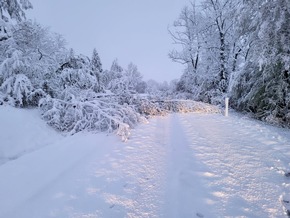 FW Horn-Bad Meinberg: Nächtlicher Schneefall lässt Bäume umstürzen und Äste abknicken - Feuerwehr im Dauereinsatz