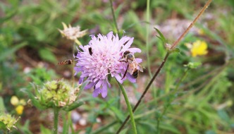 Deutscher Berufs- und Erwerbsimkerbund e.V.: Werden Wildbienen missbraucht? – Die wahre Ursache für Insektensterben