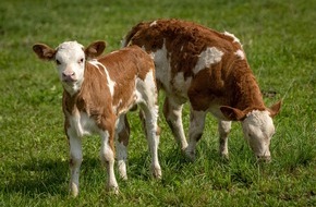 VIER PFOTEN - Stiftung f&uuml;r Tierschutz: Milch&uuml;berschuss in der Schweiz: MuKa als Ausweg