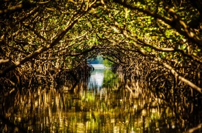 Zwischen Meer und Mangroven: Die Tierwelt der Bradenton Gulf Islands