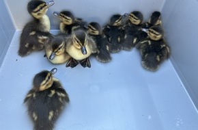 Polizeipr&auml;sidium S&uuml;dosthessen: POL-OF: Stau f&uuml;r die K&uuml;ken: Autobahnsperrung f&uuml;r Rettung von Entenfamilie