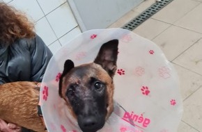 Polizeipräsidium Mannheim: POL-MA: Mannheim, Friesenheimer Insel: Schwer verletzter Hund vor Tierheim angebunden - Zeugen gesucht!
