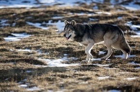 ZDF: ZDF-"Terra X"-Dokumentation folgt der Spur der Wölfe (FOTO)