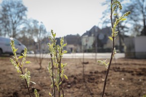 BAUHAUS pflanzt Waldinsel in Bonn