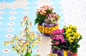 Blumenbüro: Kalanchoe ist Zimmerpflanze des Monats Juli / Sommerliche Farbexplosion mit Kalanchoe-Variationen