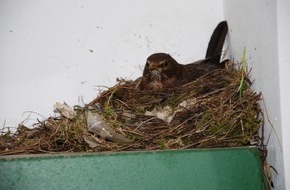 Polizeidirektion Göttingen: POL-GOE: (347/2010) Amsel brütet unter Polizeischutz auf Herrentoilette