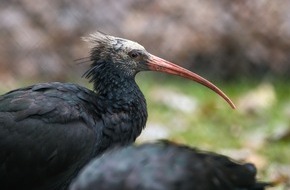 Erlebnispark Tripsdrill: Waldrapps im Wildparadies Tripsdrill – mit gefiederten Glatzköpfen in die Wintersaison