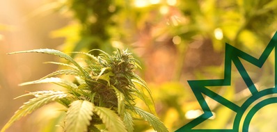 Polizeidirektion Neustadt/Weinstra&szlig;e: POL-PDNW: THC positiv