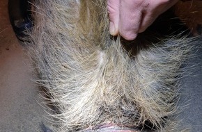 Polizeiinspektion Nienburg / Schaumburg: POL-NI: Wilderei Wildschweine tragen eingewachsene Schlingen um den Hals