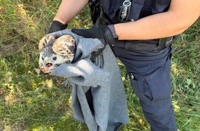 Polizeidirektion Ratzeburg: POL-RZ: Verletzter Greifvogel gerettet