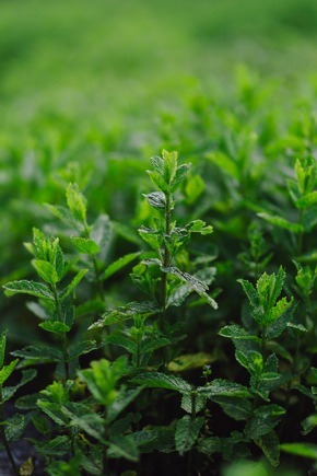 Presse-Feature: Die grüne Wunderkraft