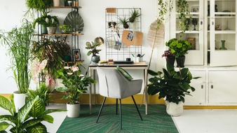 Blumenbüro: Studie über den Einfluss von Zimmerpflanzen im Homeoffice / Entspannter Chef dank Zimmerpflanzen