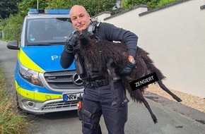 Polizei Bochum: POL-BO: High Noon in Herbede: Showdown zwischen Hund, Schaf und Sherriff