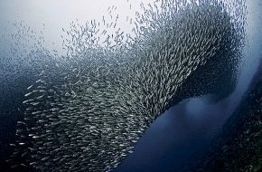 ZDF: Leschs Kosmos: "Wenn Bewegung zur Falle wird" / Das ZDF-Wissenschaftsmagazin über Tierwanderungen und die Gefahren der Mobilität (FOTO)