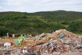Au Kosovo, les chiens errants survivent au milieu des d&eacute;chets