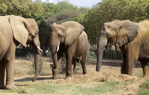 VIER PFOTEN - Stiftung für Tierschutz: Happy End in Karatschi: VIER PFOTEN vereint Elefantenkuh Madhubala nach 15 Jahren mit ihrer