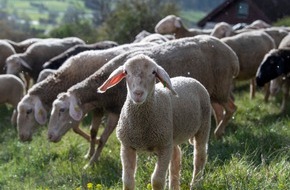 VIER PFOTEN - Stiftung für Tierschutz: Hugo Boss wird zum Schaf-Freund