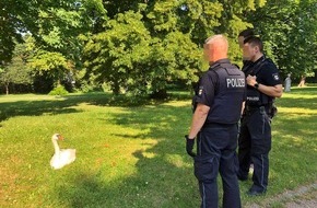 Polizeiinspektion Schwerin: POL-SN: Schwan Helga legte Verkehr lahm