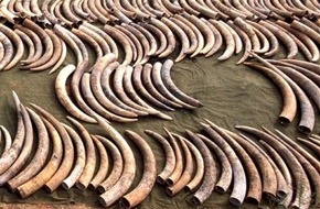 IFAW Deutschland: Endlich: EU Kommission will den Handel mit Elfenbein weitgehend verbieten