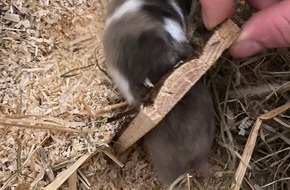 Feuerwehr München: FW-M: Hamsterdame in Not (Bogenhausen)