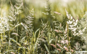 aha! Allergiezentrum Schweiz / aha! Centre d'Allergie Suisse: Medienmitteilung: Gräser starten die Pollen-Hochsaison