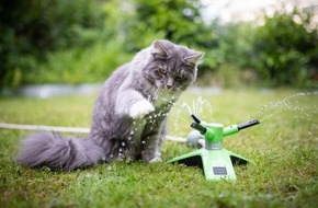 ZZF - Zentralverband der Heimtierbranche e.V.: Gerade bei Hitze wichtig: Tipps f&uuml;r trinkfaule Katzen