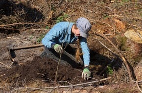Bergwaldprojekt e.V.: Zahlreiche Ehrenamtliche pflanzen mit dem Bergwaldprojekt e.V. in Braunlage über 19.500 Bäume zur Förderung einer naturnahen Waldentwicklung