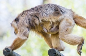 Apenheul: Affe Lothar sorgt für Babyglück: Seltener Brüllaffen-Nachwuchs in Apenheul