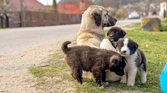 MDR Mitteldeutscher Rundfunk: „Heimatlose Hunde - Rette mich wer kann“ - MDR zeigt neue Dokuserie über gerettete Tierschutzhunde