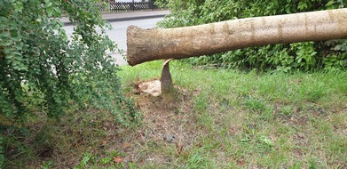 Polizeidirektion Neuwied/Rhein: POL-PDNR: Betzdorf - Angesägter Baum fällt auf Straße
