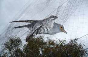 Komitee gegen den Vogelmord e. V.: Am Montag beginnt in Südeuropa die Jagd auf Zugvögel / Millionen Singvögeln droht Ende im Kochtopf