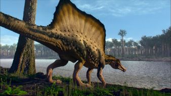 ZDF: Spinosaurus entthront T-Rex / ZDF-Dokumentation "Terra X: Expedition Supersaurier" zeigt größtes Landraubtier aller Zeiten (FOTO)