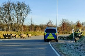 Polizeidirektion Itzehoe: POL-IZ: 210403.2 Heide/Dithm: Schafherde macht sich selbständig und nimmt den Klinikparkplatz in Beschlag