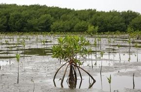 Global Nature Fund: Weltumwelttag 2021: GNF macht sich stark für das Naturparadies Bajo Yuna