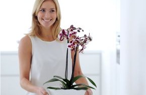 Blumenbüro: Phalaenopsis ist Zimmerpflanze des Monats Juni / Mit der eleganten Trendsetterin Phalaenopsis in den Juni (mit Bild)