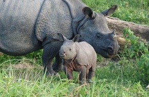 IFAW - International Fund for Animal Welfare: Panzernashörner im Manas Nationalpark: 50 Prozent gehen auf ausgewilderte Tiere zurück