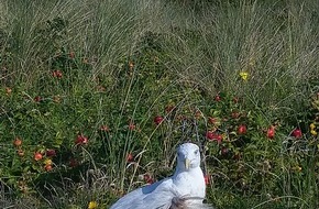 Polizeiinspektion Wilhelmshaven/Friesland: POL-WHV: Möwe am Hauptstrand von Wangerooge durch Holzschläger verletzt - Polizei sucht Zeugen