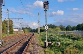 Bundespolizeiinspektion Flensburg: BPOL-FL: Wieder Schafe am Gleis