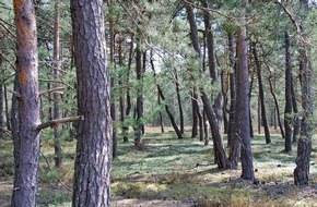 Deutsche Bundesstiftung Umwelt (DBU): Waldbrandgefahr auf DBU-Naturerbefläche Kellerberge