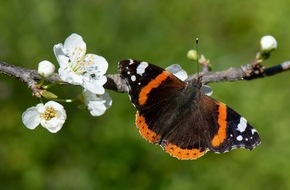BUND: ++ Ökotipp: Schmetterlinge: Weniger tun, mehr lassen – So gelingt der schmetterlingsfreundliche Garten | Ökotipp-Reihe Naturnahes Gärtnern  ++