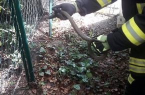 Freiwillige Feuerwehr Breckerfeld: FW-EN: Schlange im Garten