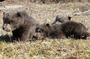 VIER PFOTEN - Stiftung für Tierschutz: Ein Leben in Freiheit für Ema, Oska und Ron / VIER PFOTEN überstellt die drei konfiszierten Bärenwaisen in den Nationalpark Sharri im südwestlichen Kosovo